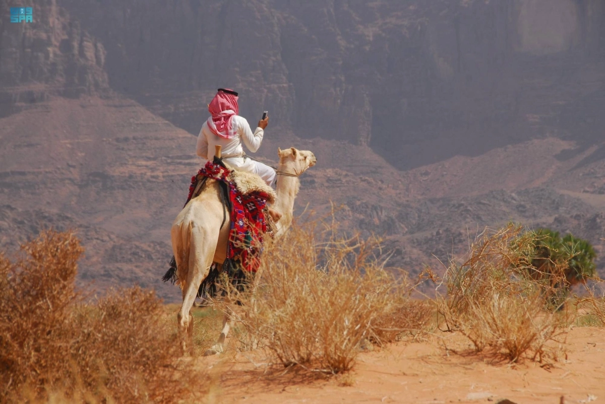 الإبل تعد موروثا مهما                                              (مكة)