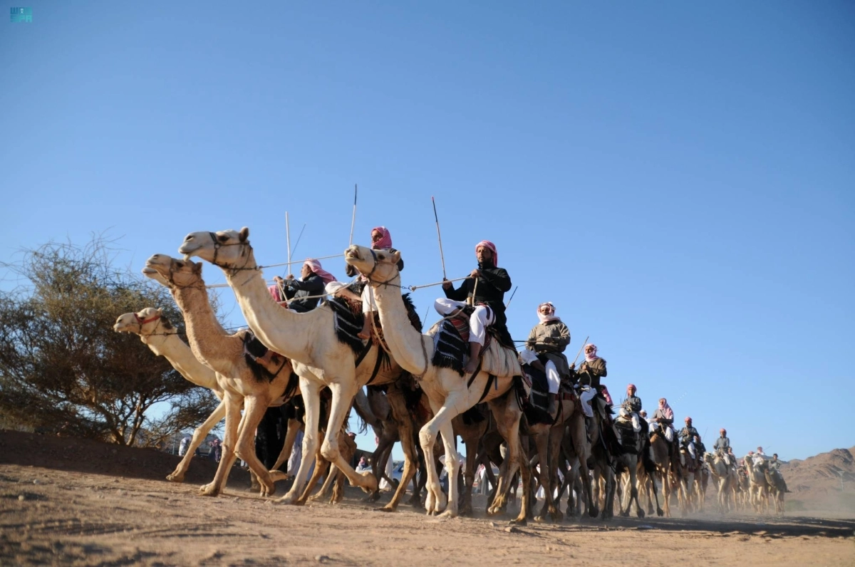 الإبل تعد موروثا مهما                                              (مكة)