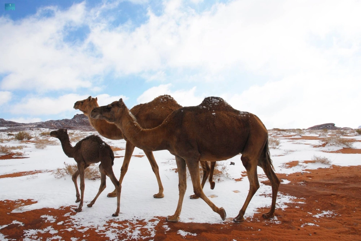 الإبل تعد موروثا مهما                                              (مكة)