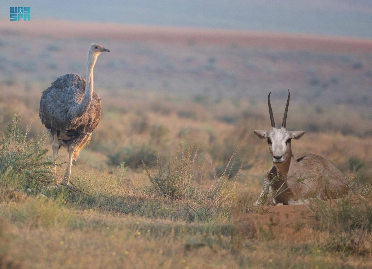 


المها والنعام داخل المحمية                                   (مكة) 
