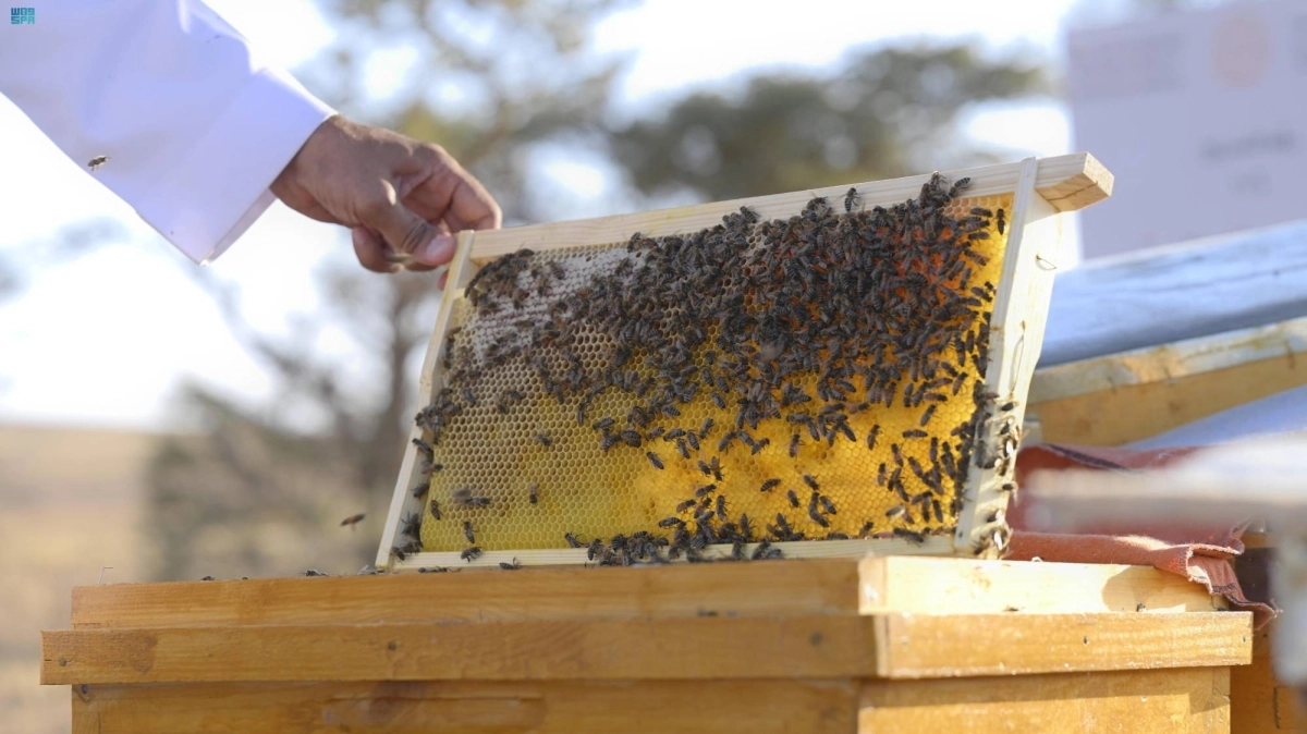 


إنتاج العسل بإحدى المحميات   