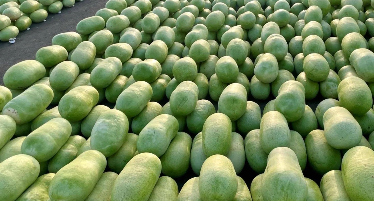 


من إنتاج البطيخ 