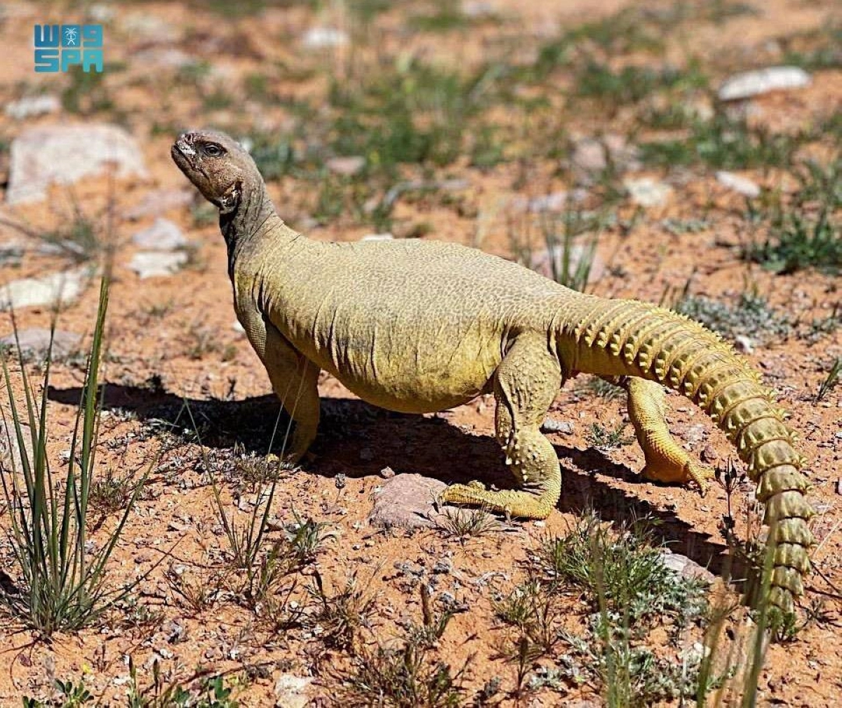 


يصنف الضب ضمن طرائد الصحراء                               (مكة) 