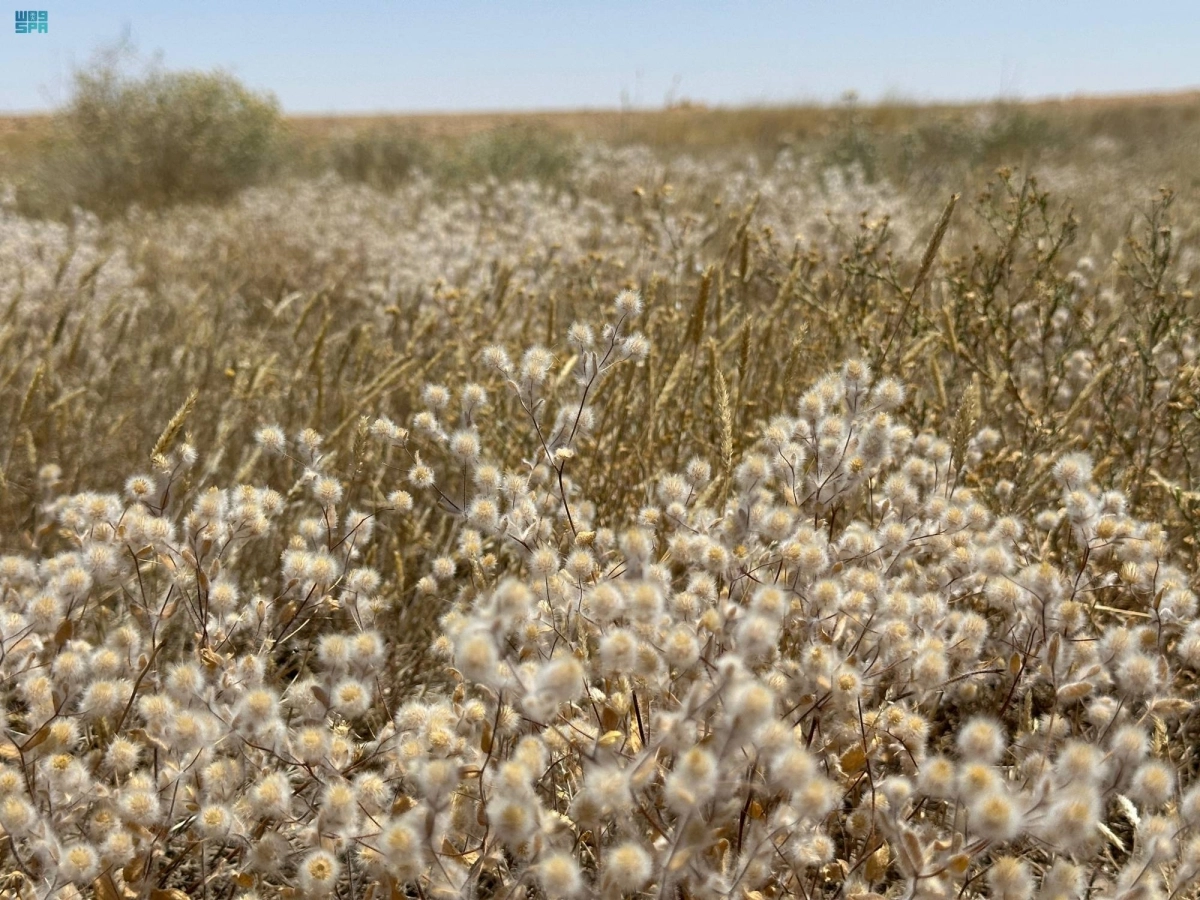 


أزهار نبات القطنية                                  (مكة) 