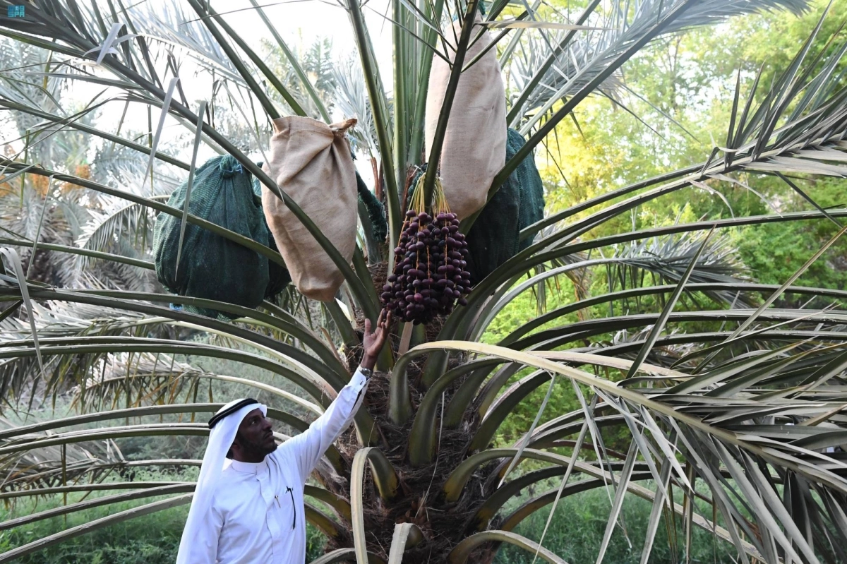 


مزارع يستخدم التكميم لحفظ محصوله      (مكة) 