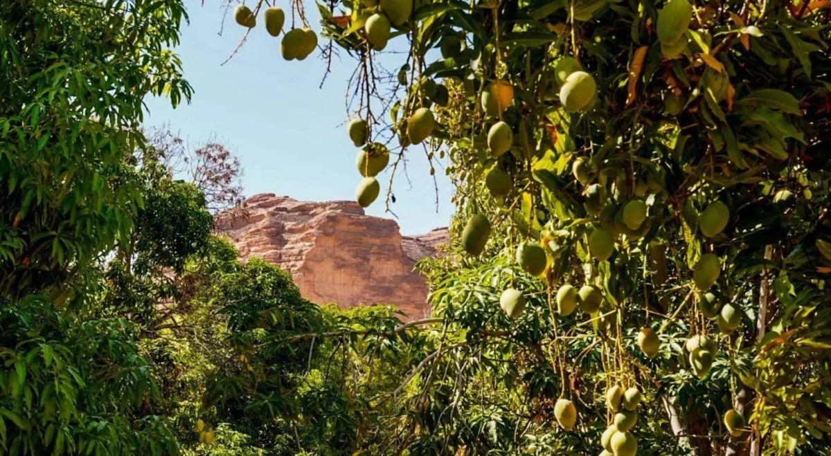 


ثمار مانجو بإحدى مزارع العلا 
