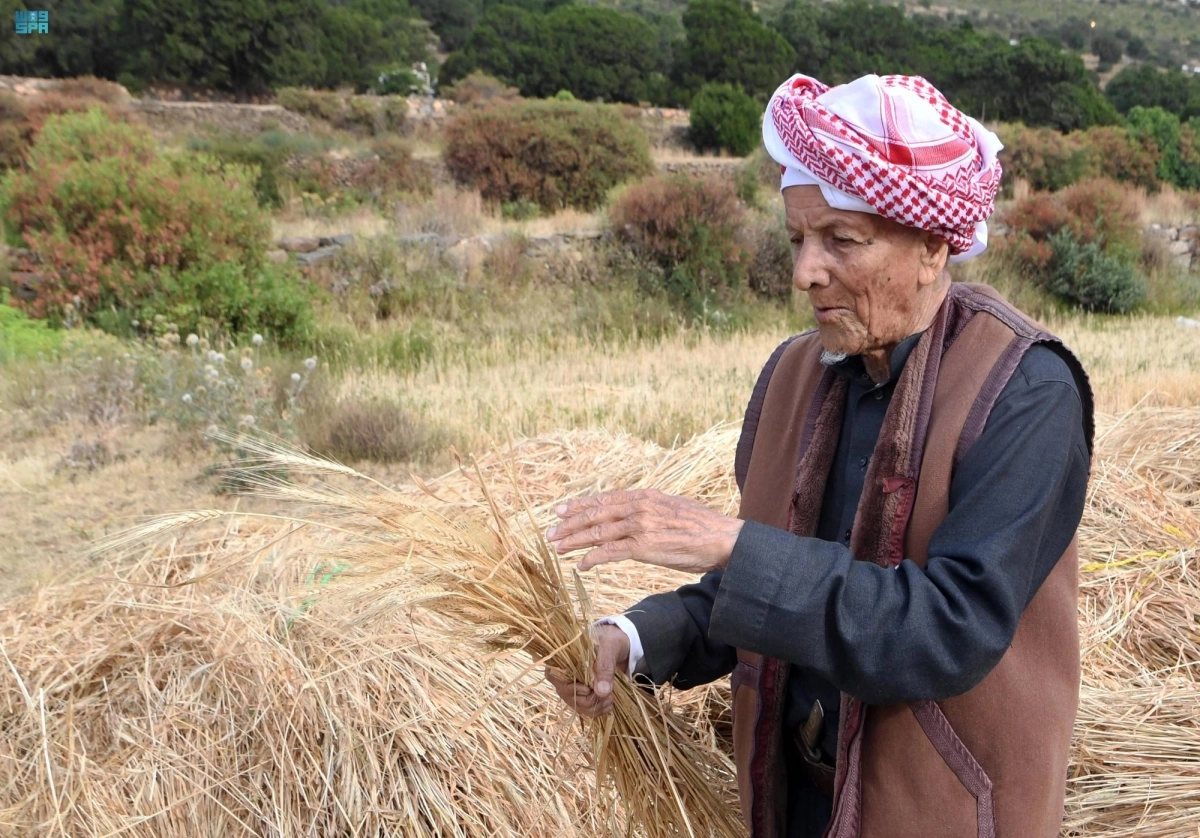 


من حصاد سنابل البر               (مكة) 