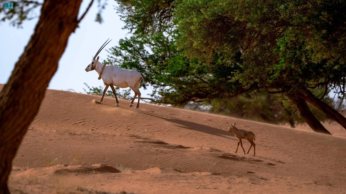 


أنثى مها وضيحي وصغيرها                              (مكة) 