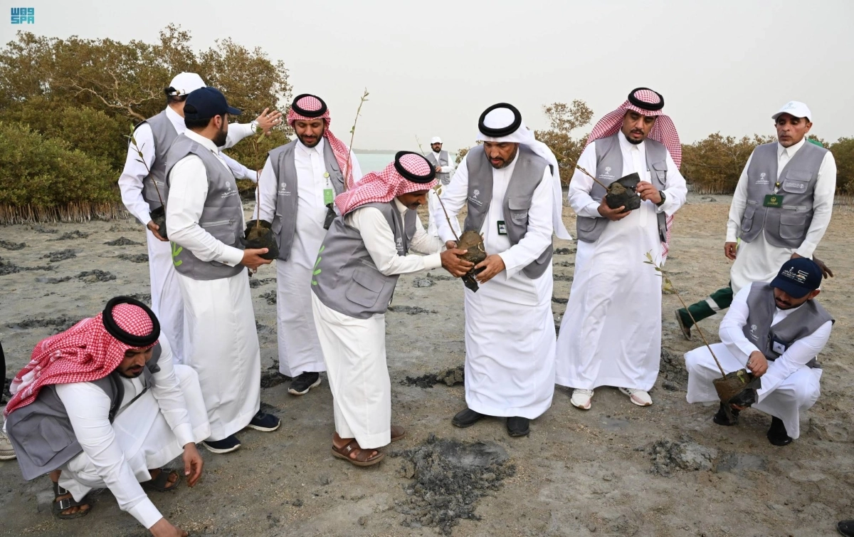 


من حملة استعادة المانجروف                                    (مكة) 