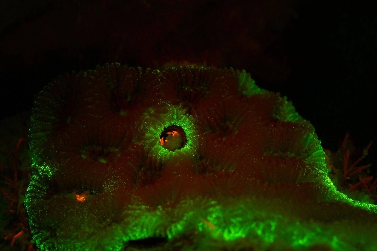 مختبر كاوست للتنوع البيولوجي الساحلي والبحري