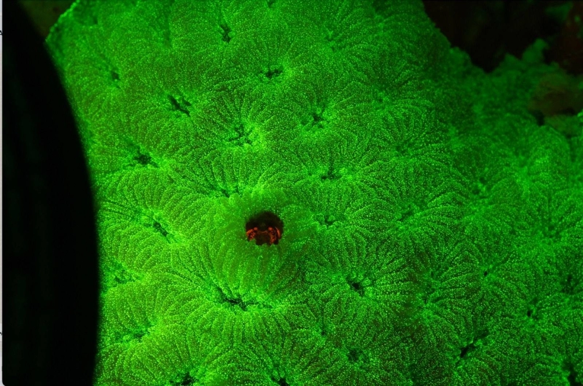 مختبر كاوست للتنوع البيولوجي الساحلي والبحري