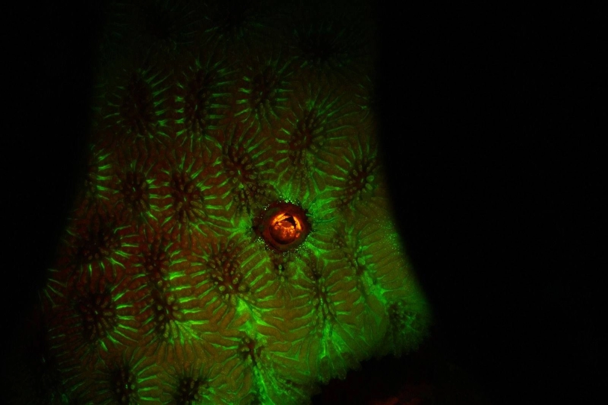 مختبر كاوست للتنوع البيولوجي الساحلي والبحري