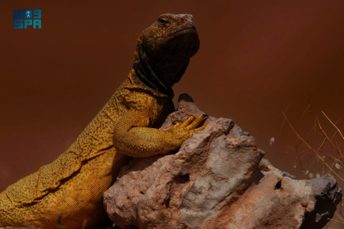 


الضب العربي 