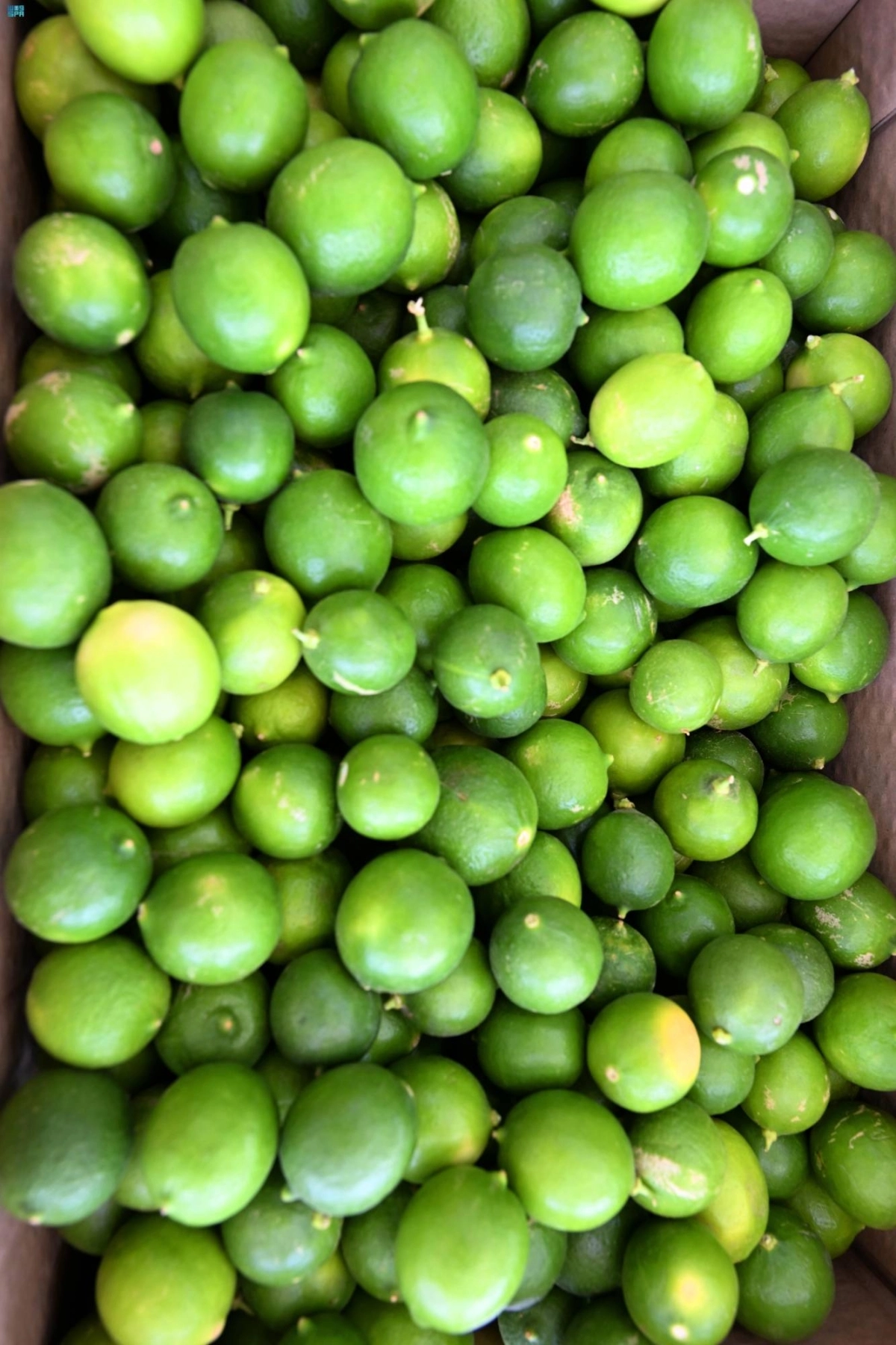 ليمون أبو زهير