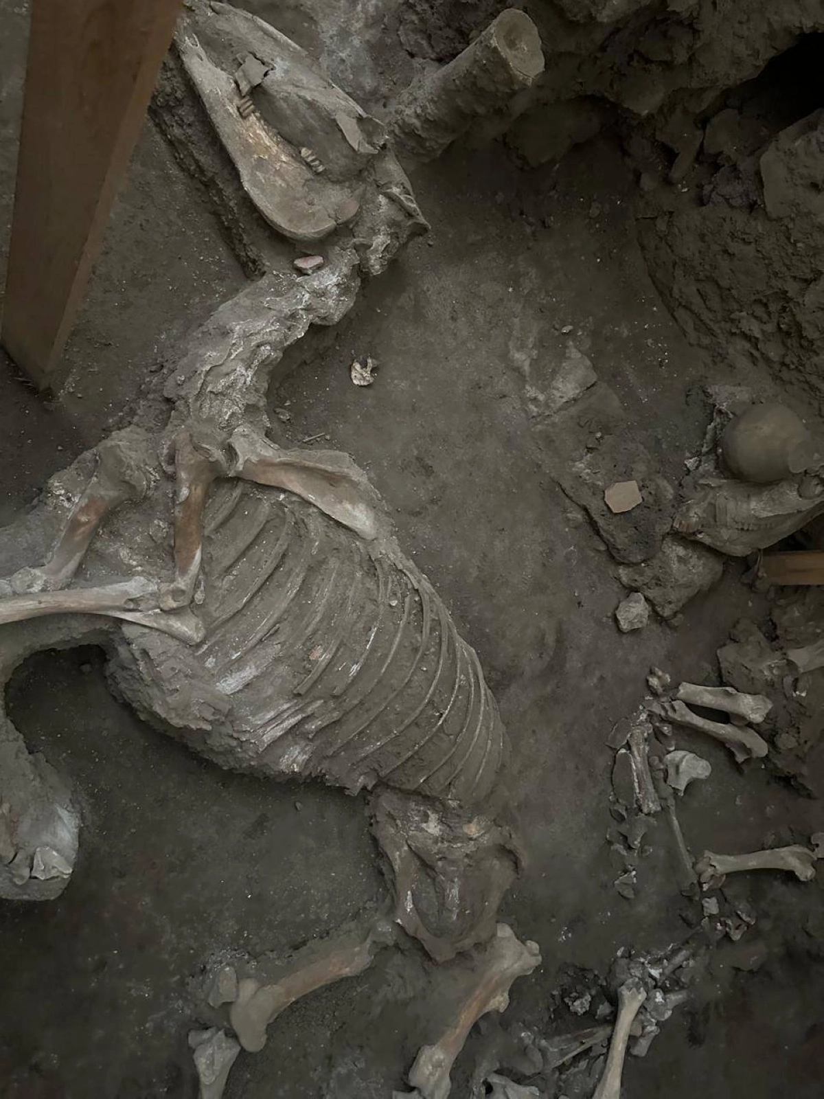 تُستخدم عظام الخيول القديمة، مثل تلك الموضحة هنا، للحصول على الحمض النووي