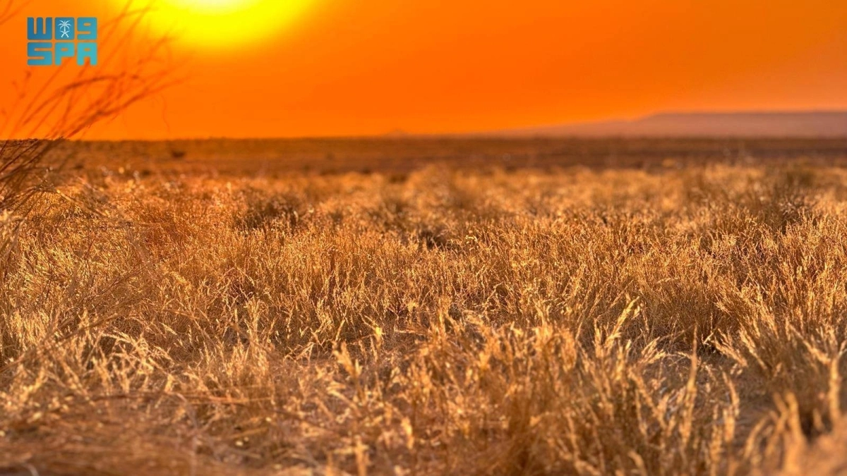 


حشائش صحراوية 