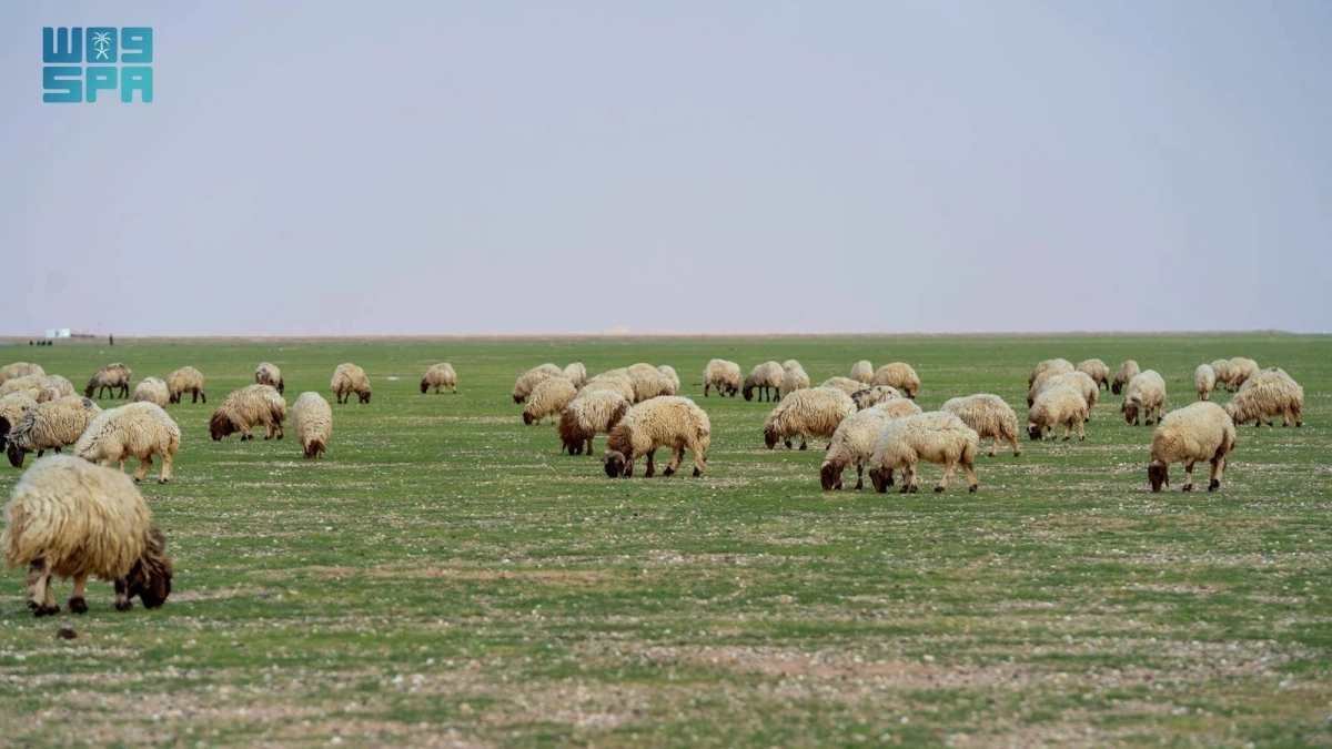 


رعي الماشية في الأراضي الطبيعية 