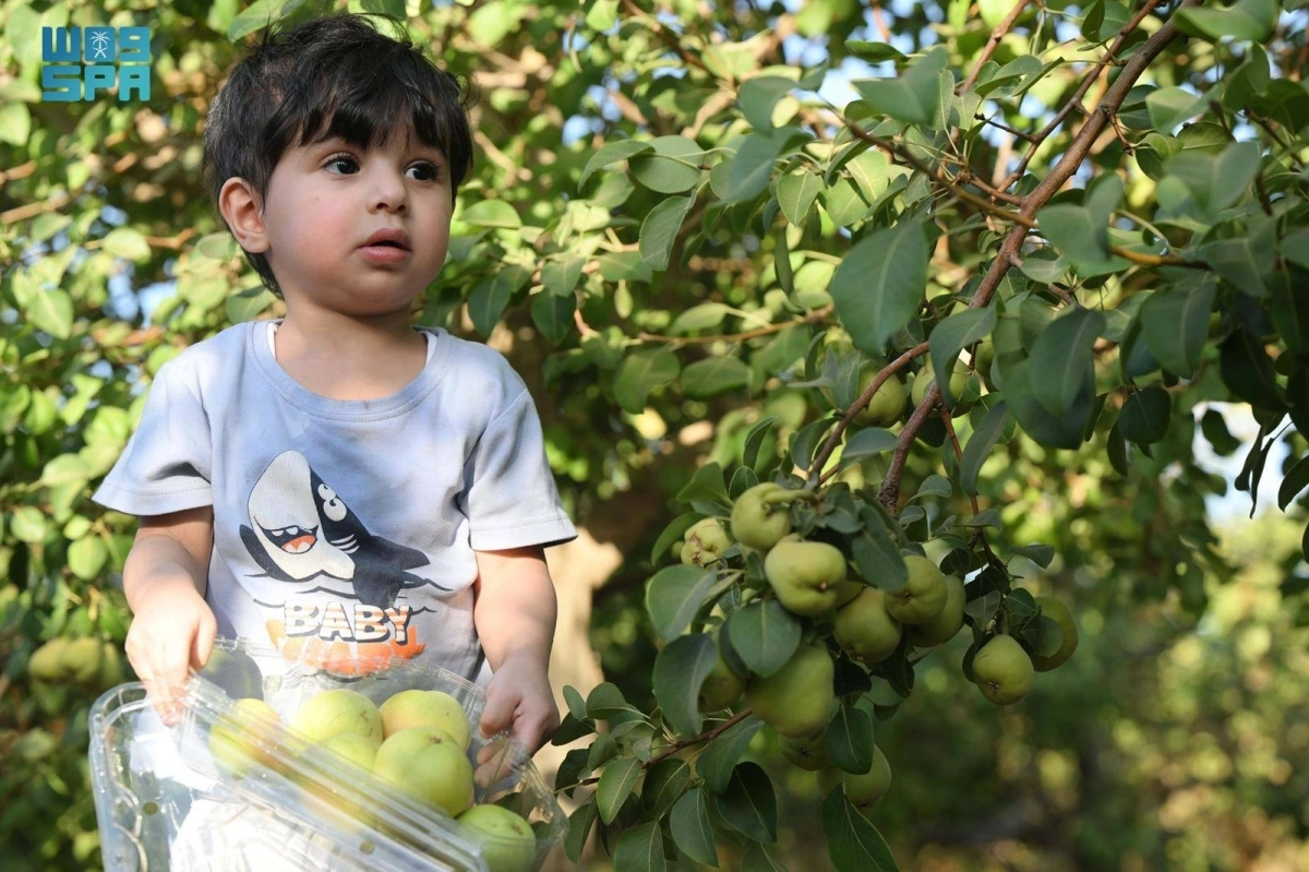 


شجرة الكمثرى 