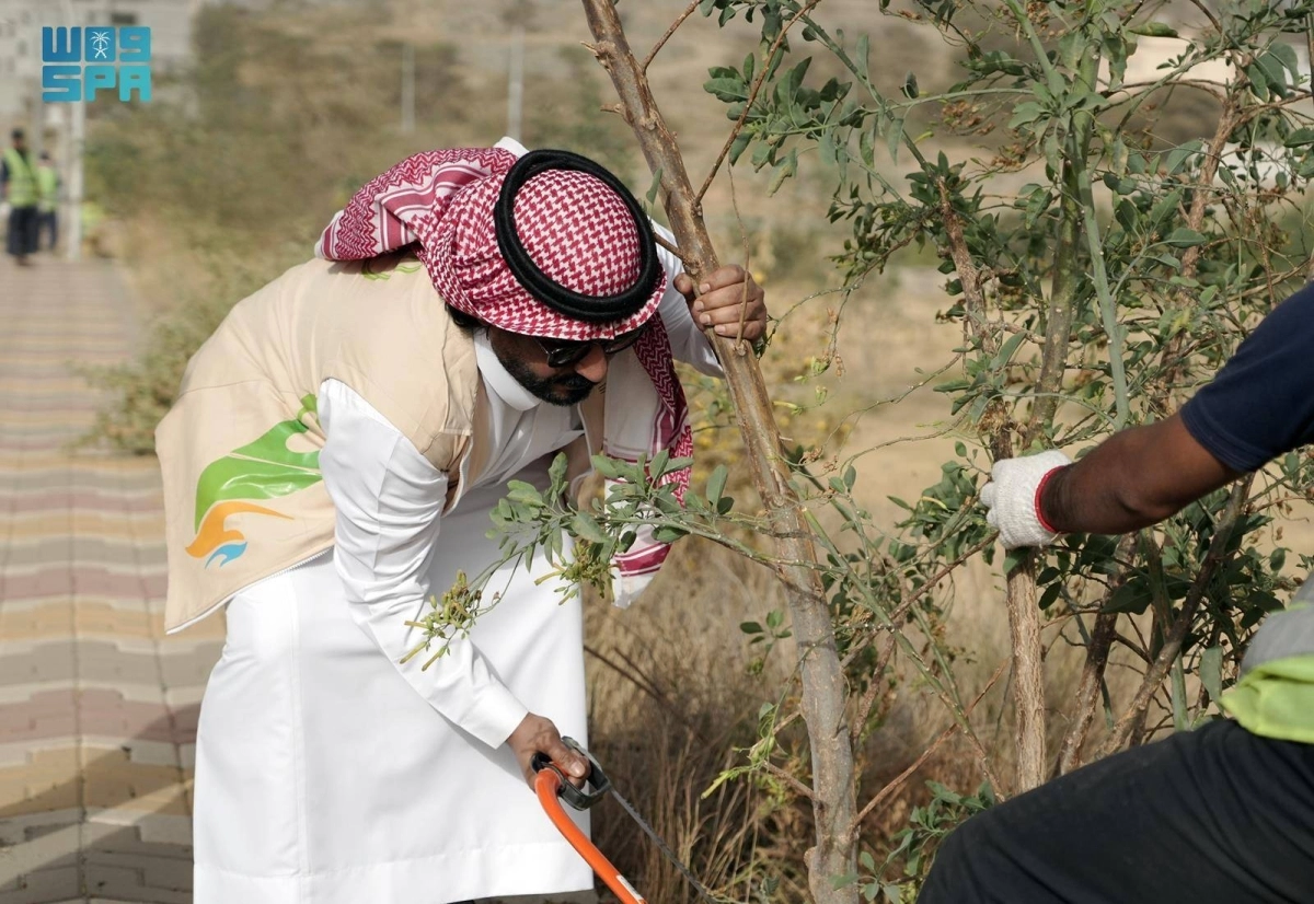 


إزالة النبتة من المتنزهات 