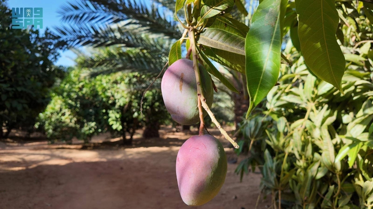 


شجرة المانجو 