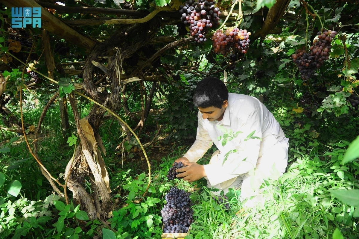 جني عناقيد العنب