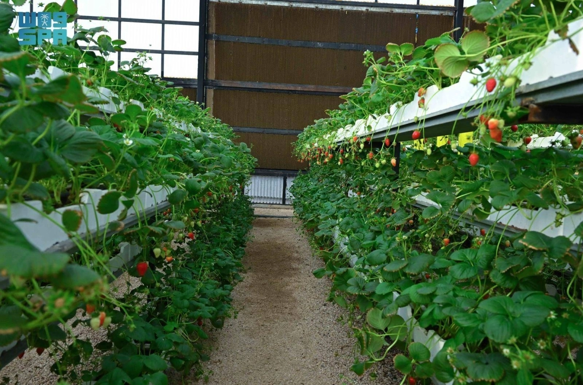 Wm68H1UwAyHe3n0FLBODPzXCQESXfVV2DxYPAOpJ