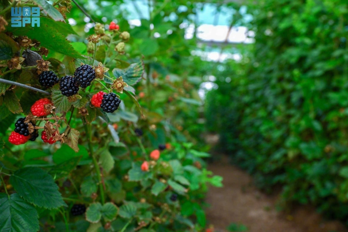 ccR4bVn7g8LqiyJwJX0qpGSWKiMoI51zqadspPBa