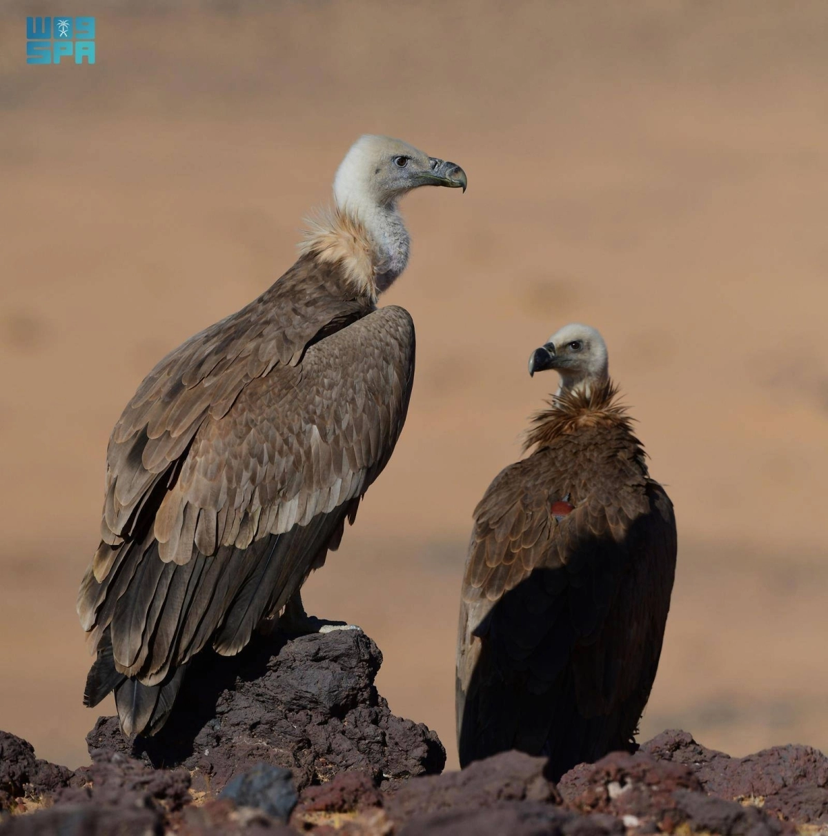 


النسر الأسمر الأوراسي 