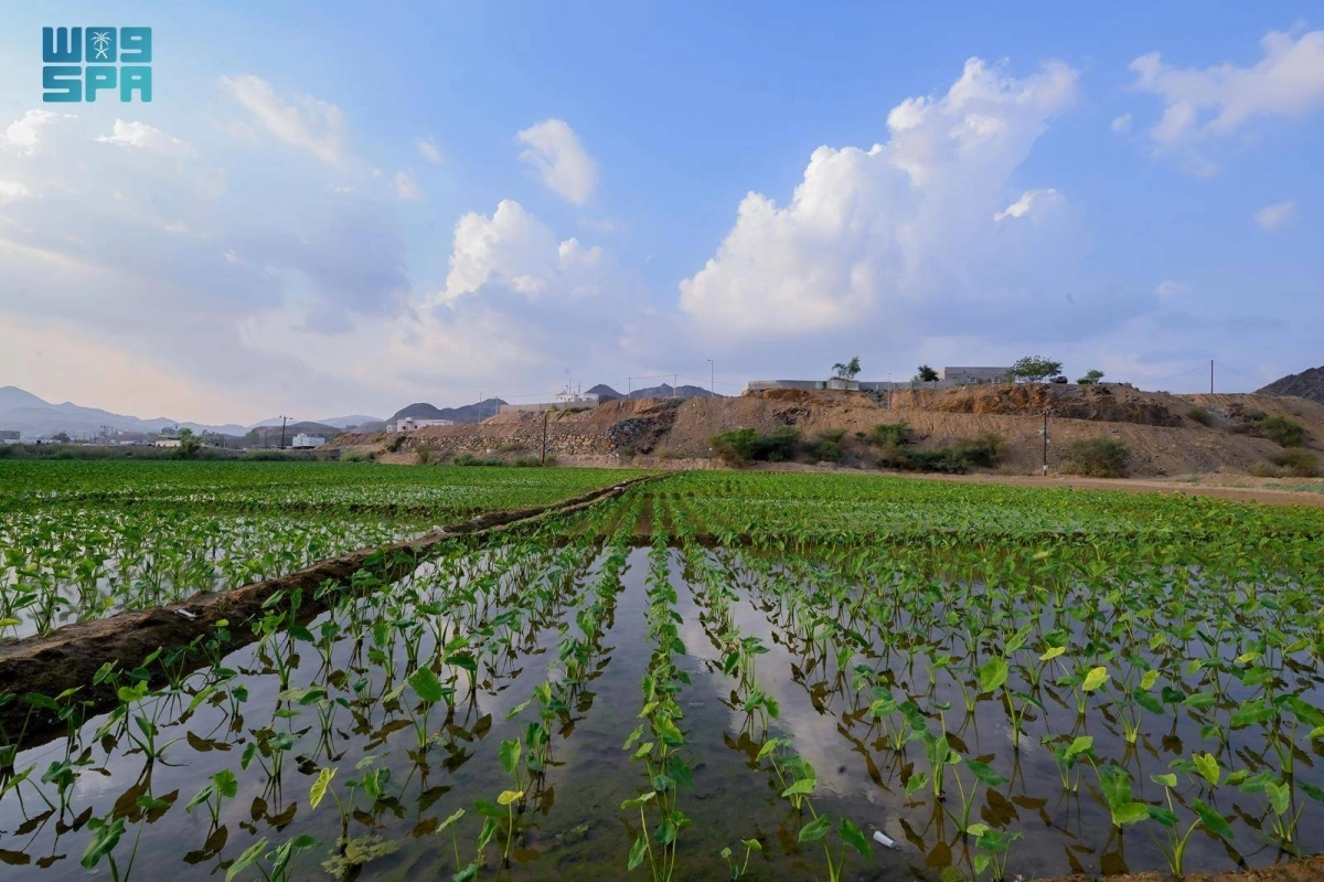 tceeMrYqy4GsukLhfYPG5KjqJdDDLAeDXZtwQOuj