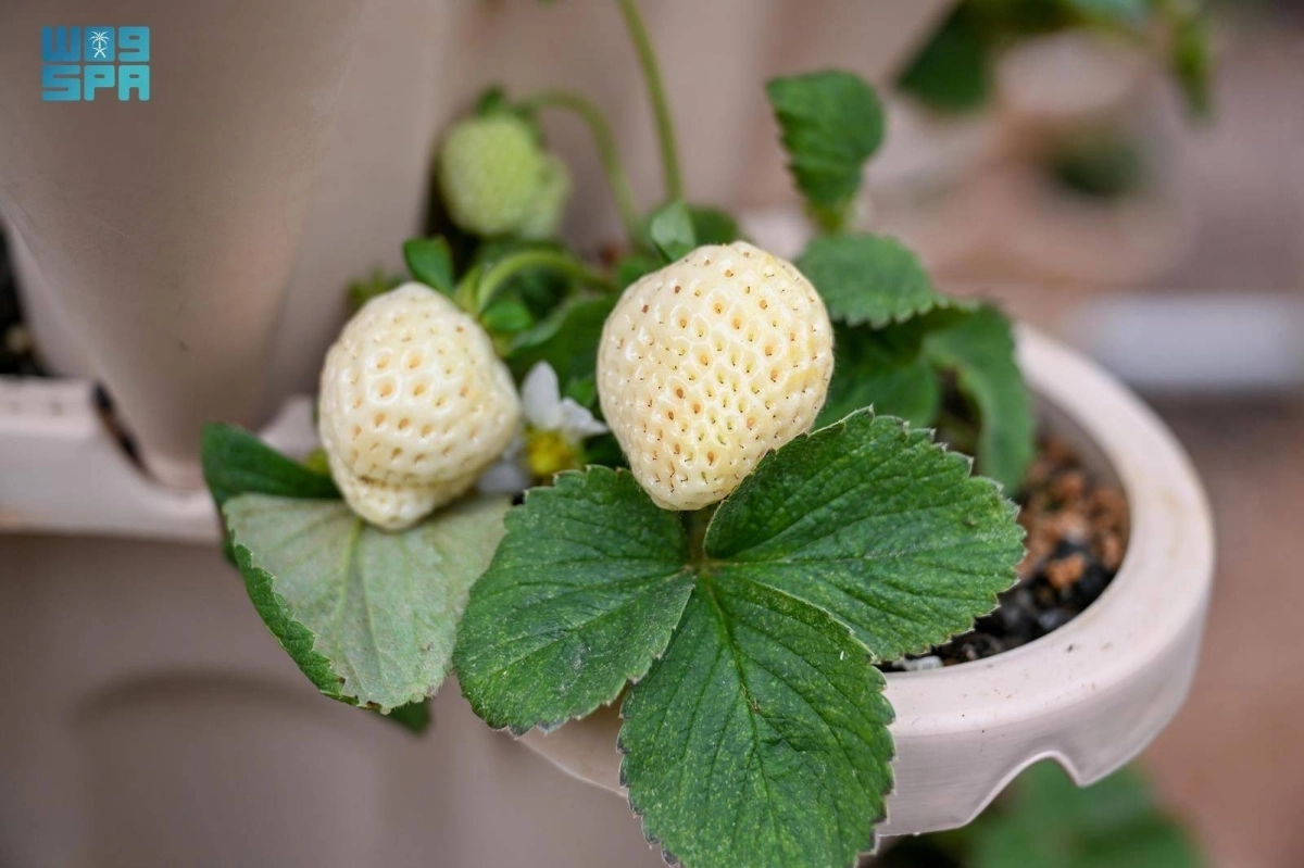 0ixx7dXmoHaJ1UTgTetAFH5OROG5BcQuWwD9g6w7