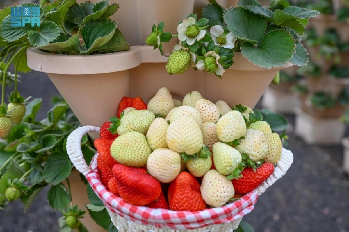 3wsPu1FSq9clfcEjhxrozdCtF4tblHJfMq8bgFrE