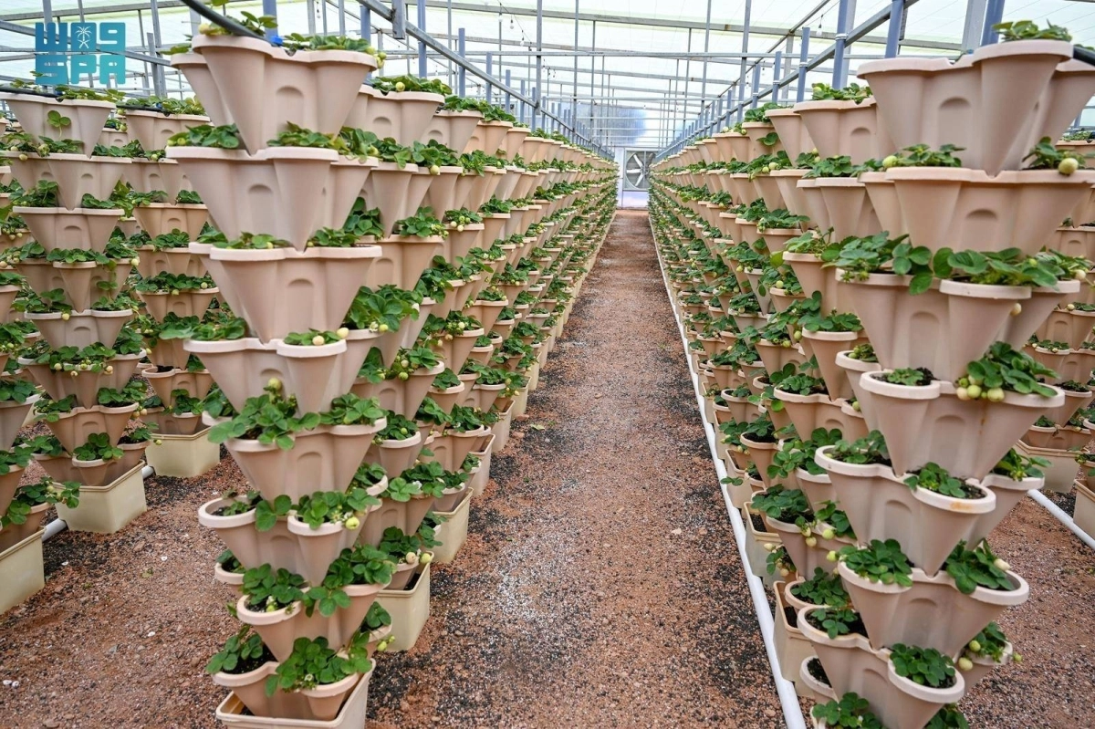 4pa8VPdjrWDt5soFEwKekI8ItjTbKYgKPnWJzZ1Q