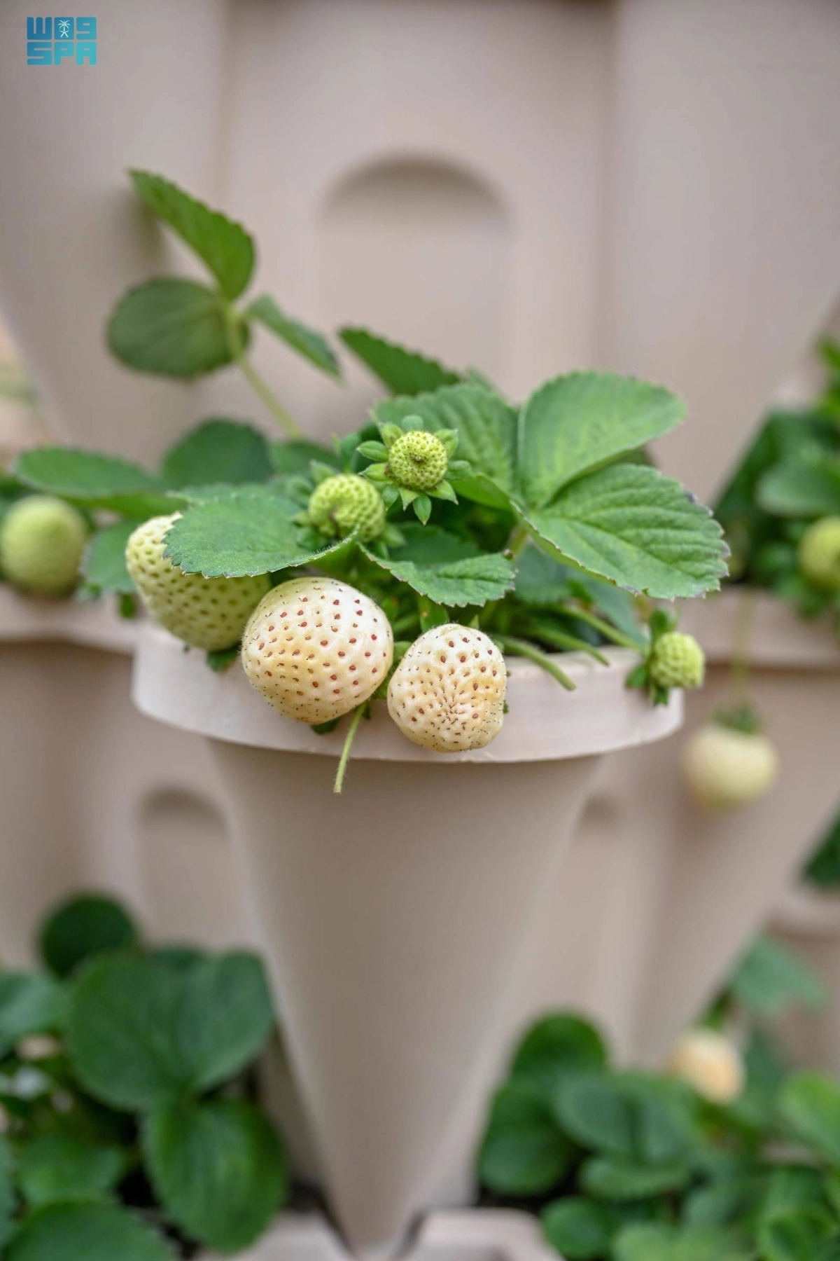 TaNQ3tQRIKMNMiO1cSm6e1ezz8ncyMpGMjk0FzxB