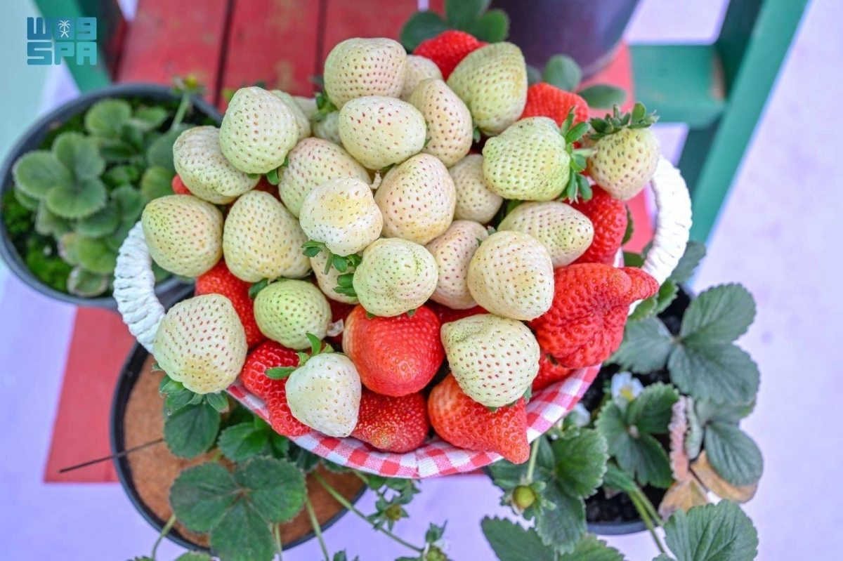 UM3GfF0ZuFHGdZAta03YbI605zokiQgLoJziXFDp