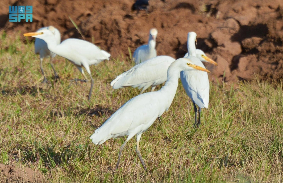 5EIR3nLTryunkrbNWSKzaSYs5fD0TlKAyk7lTZjV