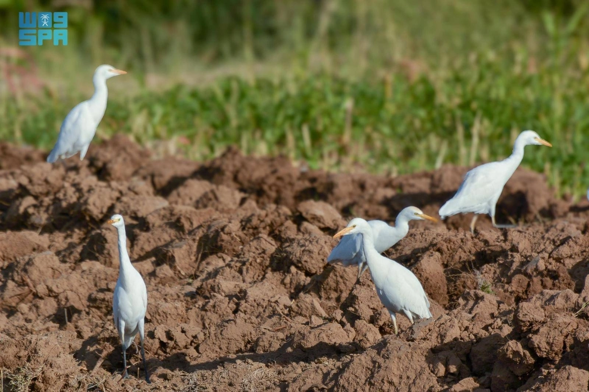 kNFgTXIi1u7WWX4QlN2Bs2TomYnVOAaFqgpqAnHK