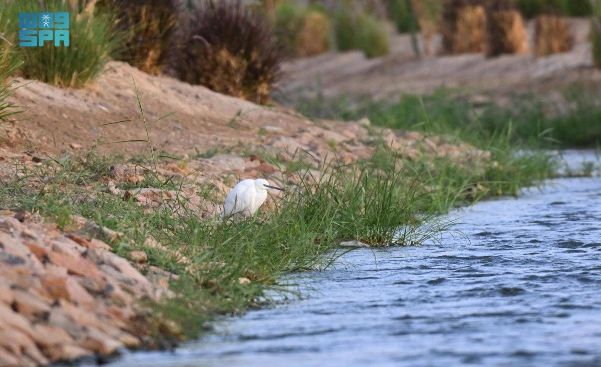 74E39cFJ9RcG4iIBM1YC33kKGehNm6AXNjZJRscN