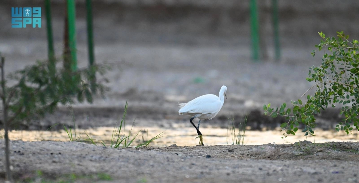 CkK5cWBt1JbxHpbnW1b9wy7GYQIb6WZlOoCw2MSM