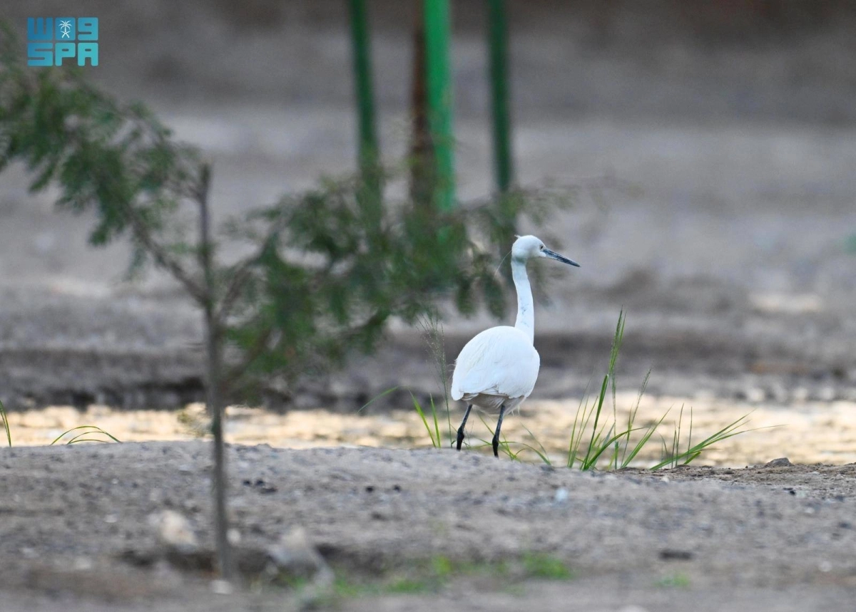 oUXSkqgS9YoffnY0qWDhaFIu3eR3opOFnWztmZYi