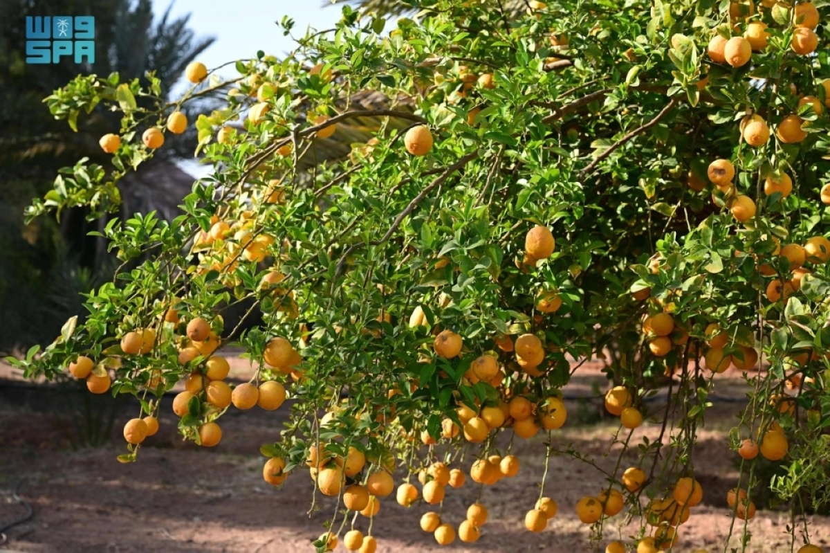 lRWTvd4JFb1DzizWQTmKKi8X8dduNkuSGJITncPy