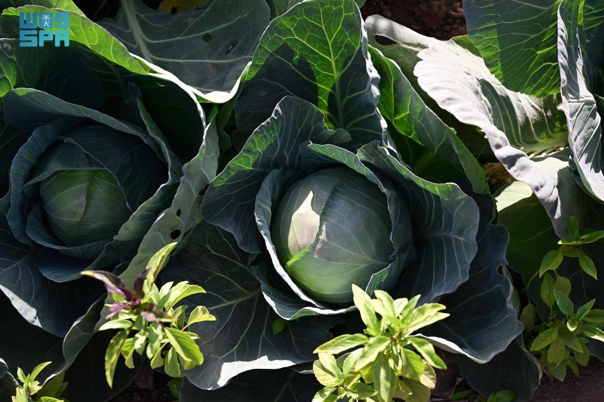 n8XA4r4dxXYgum1TS1VOlps8dDyJQCQoef4n92Ev