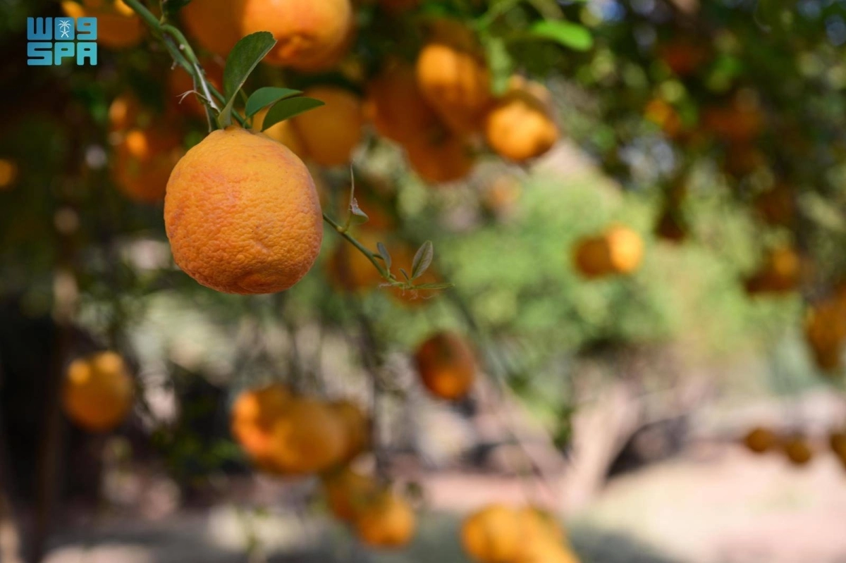 wUbihovJROYRUj6skwLZcWyI6xEmgcpeOkkpqRIR