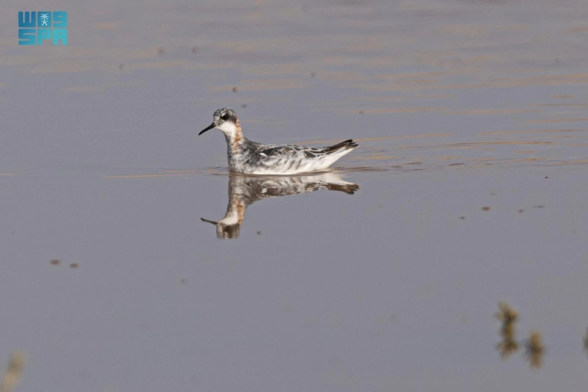 760ZQB5SGUqXjSgm55sDimwvcIyNB4u0hh7yE2e3