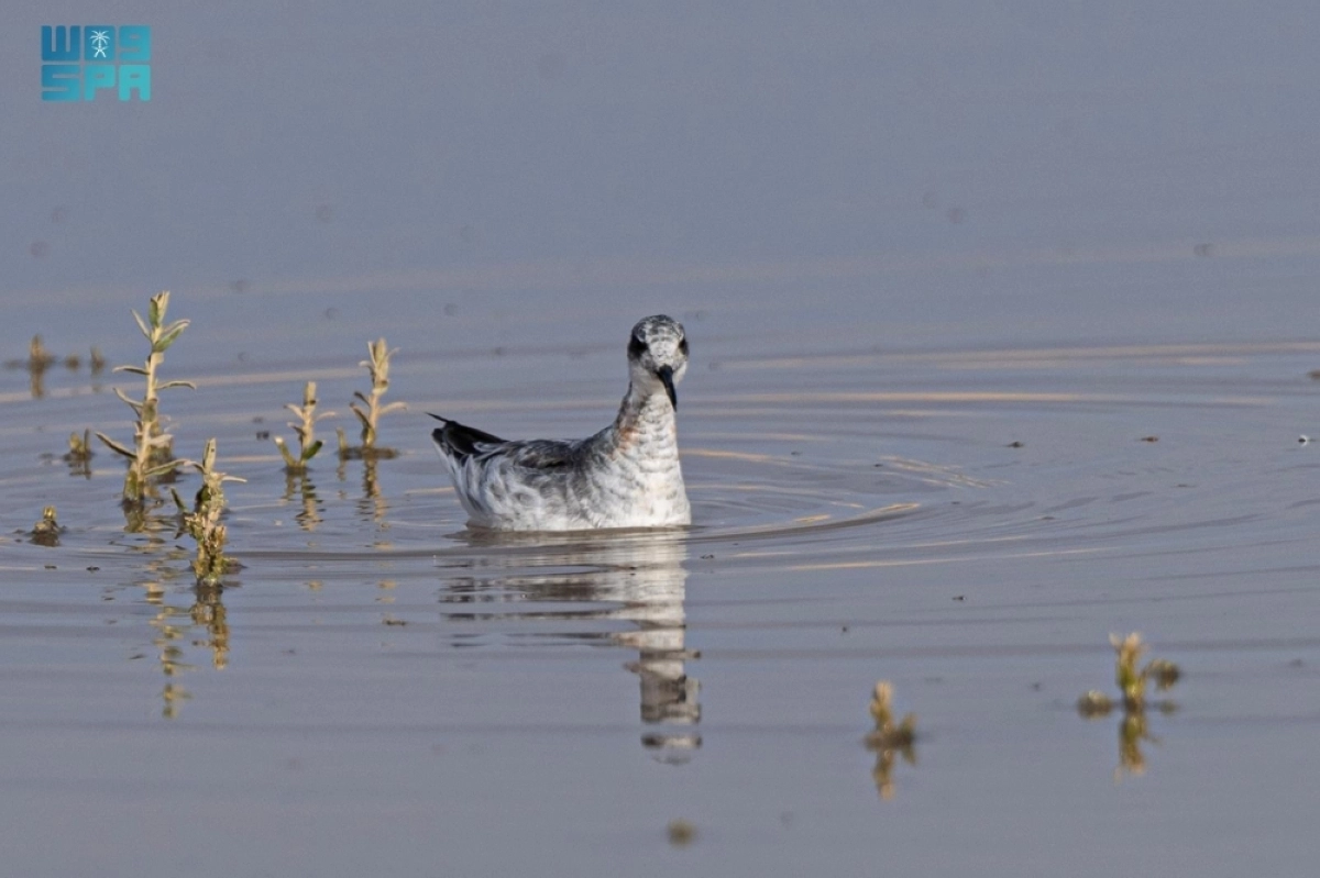 jNEyDJ2KJnQlscSV9UBkTLK213B7ddCHrLxW9j7s