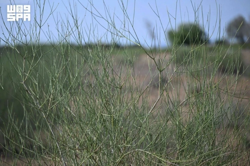 F10658000