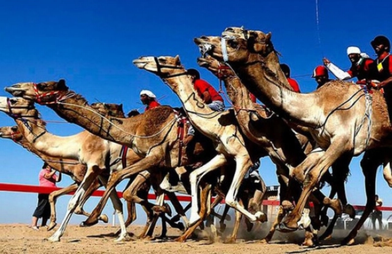 أحد سباقات الإبل (مكة)