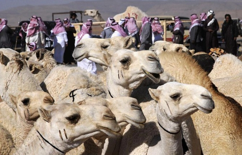 مجموعة من الإبل داخل أحد الأسواق (مكة)