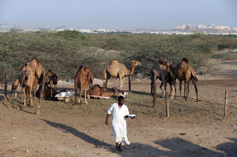 مقيم يبيع حليب الإبل في إحدى ضواحي جدة (مكة)
