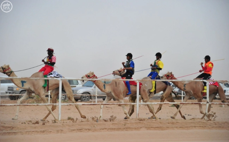 سباق الهجن