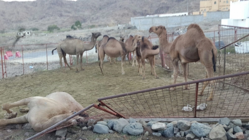 الدوريات الأمنية فور وصولها إلى موقع حادثة الجملين في وادي نعمان (مكة)